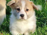 À vendre : 3 chiots Welsh Corgi Pembroke LOF