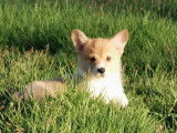 À vendre : 3 chiots Welsh Corgi Pembroke LOF