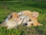 À vendre : 3 chiots Welsh Corgi Pembroke LOF