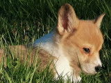 À vendre : 3 chiots Welsh Corgi Pembroke LOF