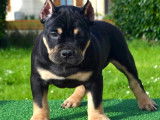 Chiot American Bully &agrave; vendre