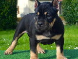 Chiot American Bully &agrave; vendre