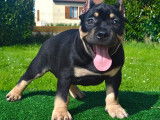 Chiot American Bully &agrave; vendre