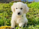 Des chiots m&acirc;les Golden Retrievers LOF &agrave; vendre