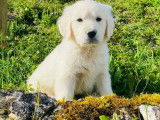 Des chiots m&acirc;les Golden Retrievers LOF &agrave; vendre