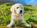 Des chiots m&acirc;les Golden Retrievers LOF &agrave; vendre