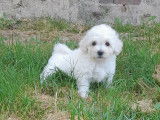 Des chiots Bichons Frisés disponibles à la vente (LOF)