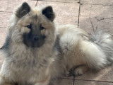 Notre Loulou d amour ????