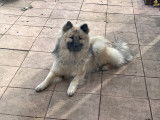 Recherche femelle Eurasier pour saillie