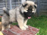 Recherche femelle Eurasier pour saillie