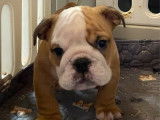 &Agrave; vendre : 5 chiots Bulldogs Anglais LOF
