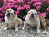 &Agrave; vendre : 5 chiots Bulldogs Anglais LOF