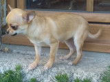 À vendre : 2 chiots Chihuahuas femelles LOF