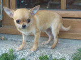 À vendre : 2 chiots Chihuahuas femelles LOF