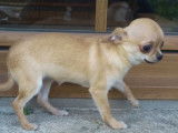 À vendre : 2 chiots Chihuahuas femelles LOF