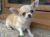 À vendre : 2 chiots Chihuahuas femelles LOF