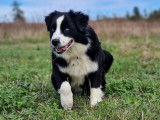 Une chienne Berger Australien LOF bicolore d’un an à vendre