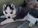 2 chiots Huskies Sib&eacute;riens noirs et blancs femelles LOF &agrave; r&eacute;server