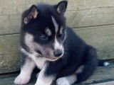 2 chiots Huskies Sib&eacute;riens noirs et blancs femelles LOF &agrave; r&eacute;server