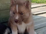 2 chiots Huskies Sib&eacute;riens noirs et blancs femelles LOF &agrave; r&eacute;server