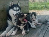 2 chiots Huskies Sib&eacute;riens noirs et blancs femelles LOF &agrave; r&eacute;server