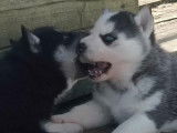 2 chiots Huskies Sib&eacute;riens noirs et blancs femelles LOF &agrave; r&eacute;server