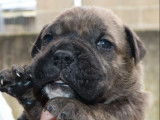 Un chiot Dogue de Majorque mâle LOF à réserver