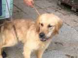 À vendre : chiot femelle Golden Retriever LOF