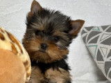 3 chiots Yorkshire Terriers LOF disponibles à la réservation