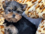 3 chiots Yorkshire Terriers LOF disponibles à la réservation