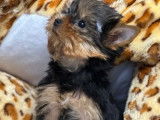 3 chiots Yorkshire Terriers LOF disponibles à la réservation
