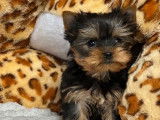 3 chiots Yorkshire Terriers LOF disponibles à la réservation