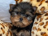 3 chiots Yorkshire Terriers LOF disponibles à la réservation