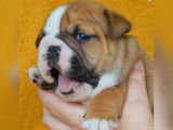 À réserver : 2 chiots Bulldog Anglais LOF au pelage fauve
