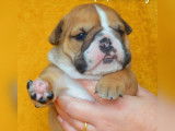 À réserver : 2 chiots Bulldog Anglais LOF au pelage fauve