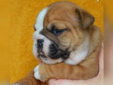 À réserver : 2 chiots Bulldog Anglais LOF au pelage fauve