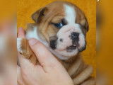 À réserver : 2 chiots Bulldog Anglais LOF au pelage fauve