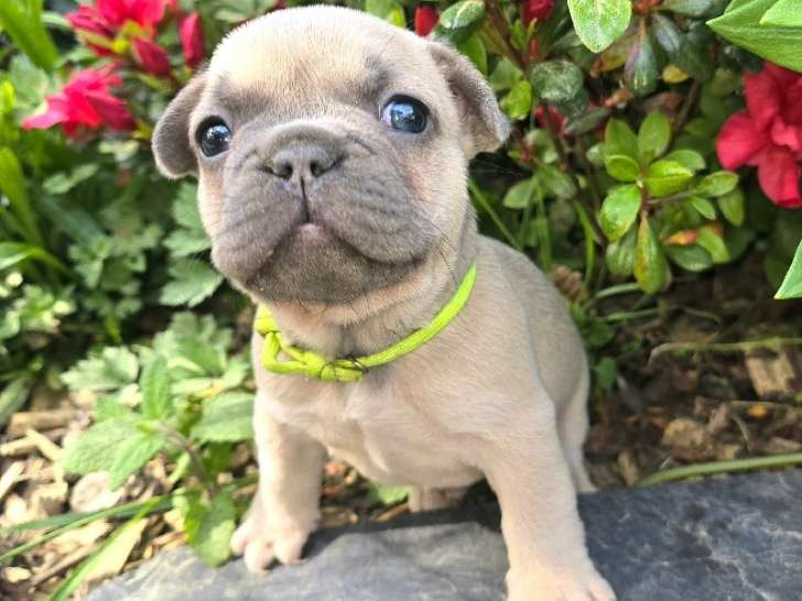 Femelle Bouledogue Français bleu fawn à vendre