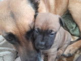 Chiot Malinois LOF à vendre