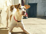 Tristan, petit chien de 3 ans à adopter