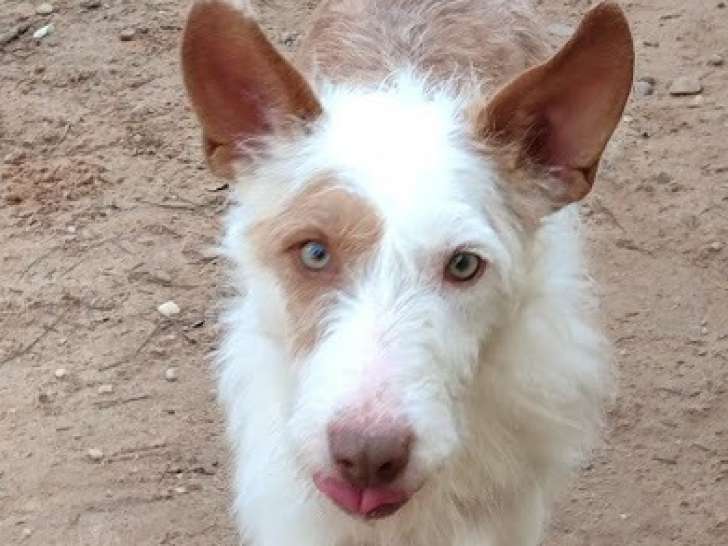 Nevra, magnifique chienne à adopter