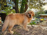 Mâle Golden Retriever LOF disponible pour saillie