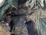 Chiots Berger Allemand &agrave; vendre