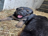 Chiots Berger Allemand &agrave; vendre