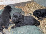 Chiots Berger Allemand &agrave; vendre