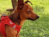 Mâle Pinscher Nain disponible pour saillie