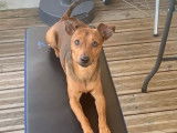 Mâle Pinscher Nain disponible pour saillie