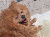 Oups, adorable Loulou de Poméranie disponible pour saillie