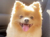 Oups, adorable Loulou de Poméranie disponible pour saillie