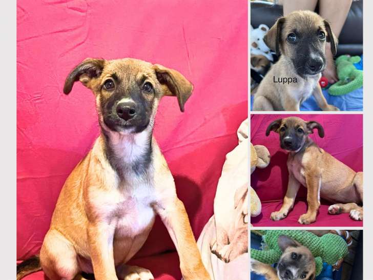 Luppa, chiot femelle à adopter